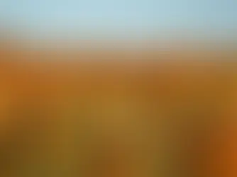 Resistente à seca e com menor custo, cultivo de sorgo avança na segunda safra em Mato Grosso do Sul