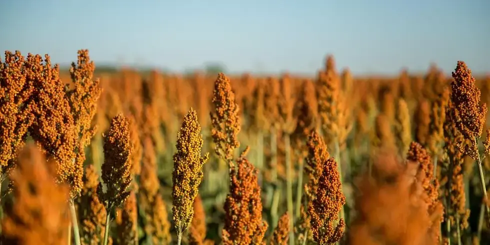 Resistente à seca e com menor custo, cultivo de sorgo avança na segunda safra em Mato Grosso do Sul