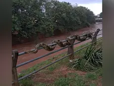 Espetinho de cobra? Plataformas identificam IA, mas morador de Campo Grande jura que tirou foto no córrego