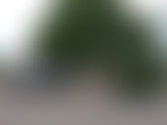 Bêbado após sair de feira, motorista sobe calçada e derruba árvore em Campo Grande