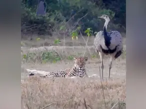 VÍDEO: Sem medo do perigo, ema ‘provoca’ onça-pintada, que reage de forma inesperada no Pantanal