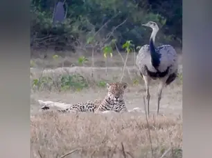 VÍDEO: Sem medo do perigo, ema ‘provoca’ onça-pintada, que reage de forma inesperada no Pantanal