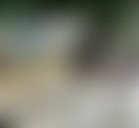 VÍDEO: Ladrão sobe em árvore e se equilibra em fiação para furtar cobre em Campo Grande