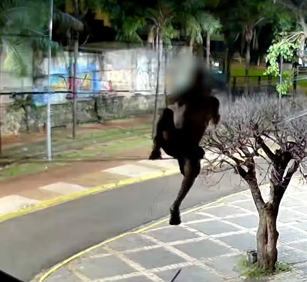 VÍDEO: Ladrão sobe em árvore e se equilibra em fiação para furtar cobre em Campo Grande