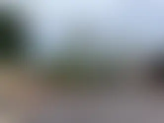 Lei federal autoriza corte de árvores se prefeitura demorar a responder morador