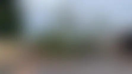 Lei federal autoriza corte de árvores se prefeitura demorar a responder morador