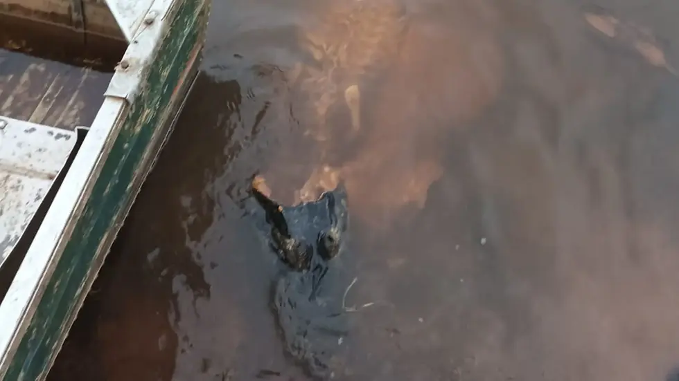Carcaça encontradas submersas. (Reprodução, PCMS)