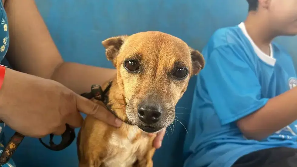 Campo Grande terá rede privada credenciada para atendimento veterinário de emergência 24h