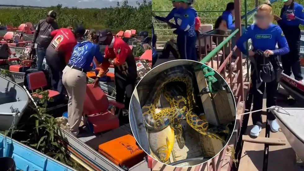 Sucuri invade barco e tumultua pescaria de mulheres em MS: ‘Um alvoroço’
