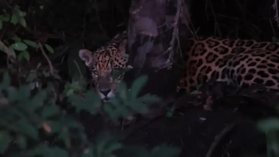 IHP alerta sobre comportamento de onça à espera de alimento de visitantes no Pantanal