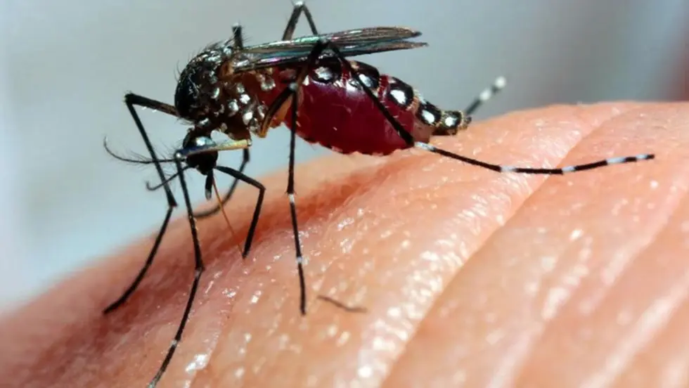 Após dois anos de queda, MS entra em 2026 sob risco de novo avanço da dengue