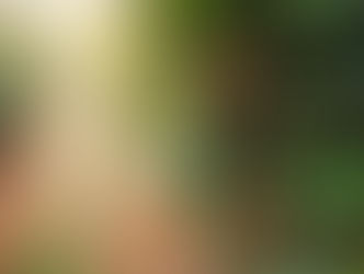 Café perde força nas bolsas internacionais com avanço da safra brasileira e expectativa de maior oferta