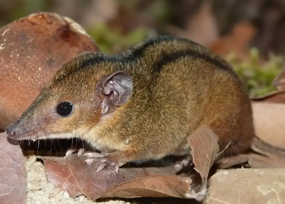 Pesquisadores descobrem nova espécie de marsupial exclusiva do RJ