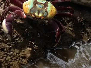 Defeso do caranguejo-uçá começa nesta terça (17) em dez estados