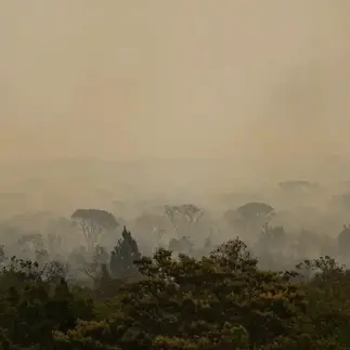 Ibama conta 4,6 mil brigadistas para combater incêndios neste ano