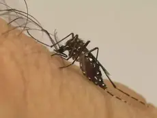 Apesar de morte e surto em Dourados, Campo Grande não tem casos de chikungunya em 2026