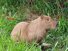 Caso de Crueldade: Capivara é vista com flecha fincada no corpo na Capital
