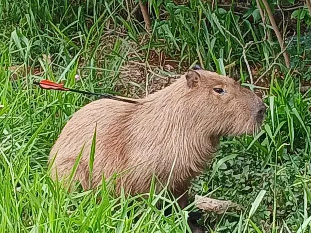 Caso de Crueldade: Capivara é vista com flecha fincada no corpo na Capital