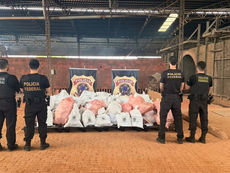 PF promove a destruição de aproximadamente 1,3 tonelada de drogas