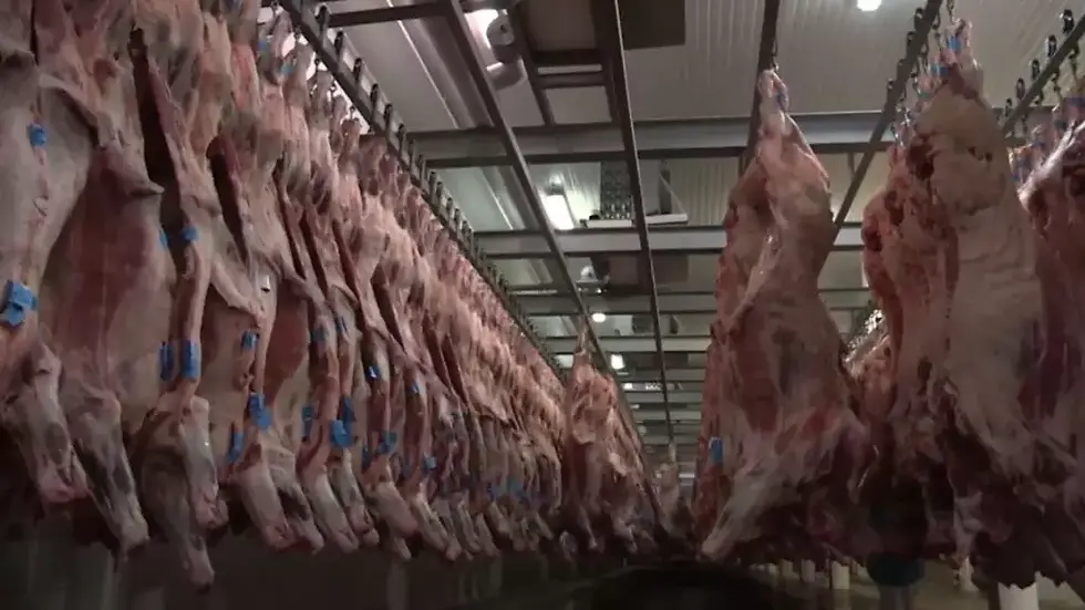 Carcaças de gado bovino penduradas em ganchos em uma câmara fria de um frigorífico (Foto: Canal Rural)