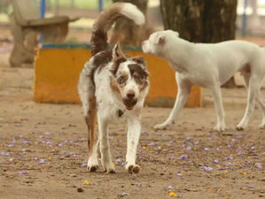 Justiça manda acolhedora diminuir de 100 para 5 a quantidade de cães em casa