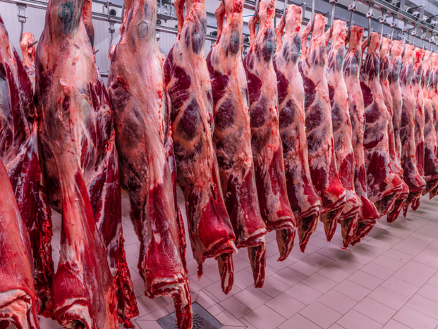 Frigoríficos entram em férias coletivas e pressionam mercado do boi gordo; oferta menor pode limitar queda da arroba