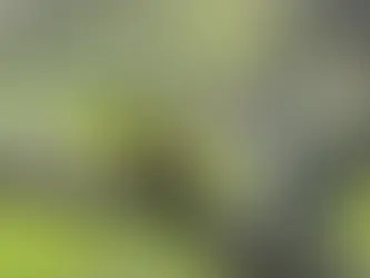 Brasil sedia conferência mundial de conservação de animais silvestres