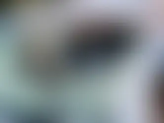 Cavalos morrem atropelados por motoristas na BR-262 em Campo Grande