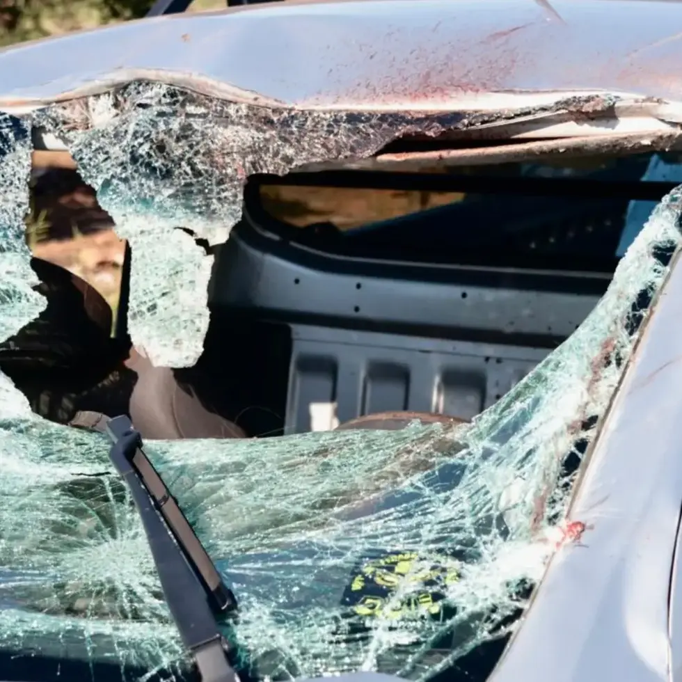 Cavalos morrem atropelados por motoristas na BR-262 em Campo Grande
