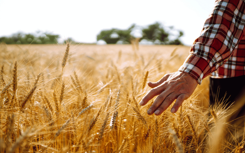 Trigo recua em Chicago no fim da semana, mas oferta restrita mantém mercado brasileiro firme