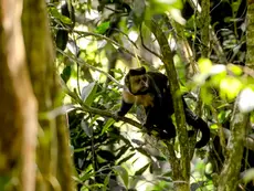 Em SP, povos e comunidades lançam aliança em Defesa da Mata Atlântica