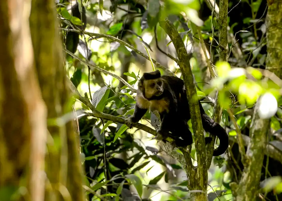 Em SP, povos e comunidades lançam aliança em Defesa da Mata Atlântica