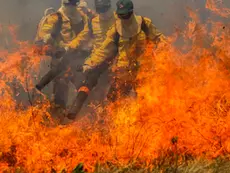 Fogo na Chapada dos Veadeiros já queimou 77 mil hectares de cerrado