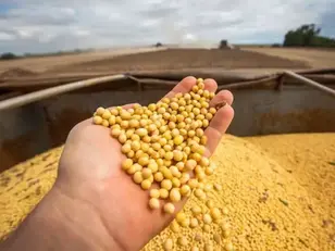 Agro em MS: Valor Bruto da Produção registra segunda queda consecutiva e fecha julho em R$ 83,4 bilhões