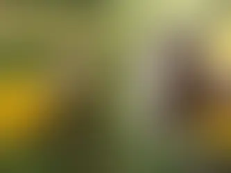 Agora vem? Bode Petruchio e cabra Catarina vestem camisa do Brasil para atrair o hexa em MS