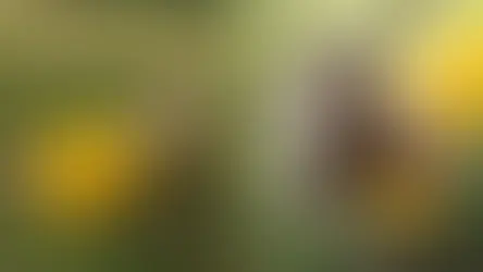 Agora vem? Bode Petruchio e cabra Catarina vestem camisa do Brasil para atrair o hexa em MS