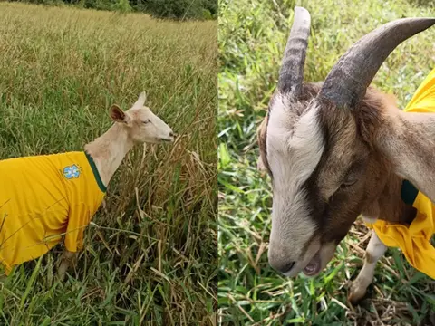 Agora vem? Bode Petruchio e cabra Catarina vestem camisa do Brasil para atrair o hexa em MS