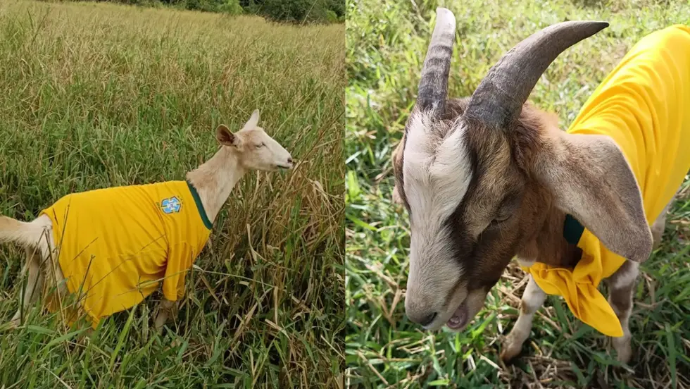 Agora vem? Bode Petruchio e cabra Catarina vestem camisa do Brasil para atrair o hexa em MS