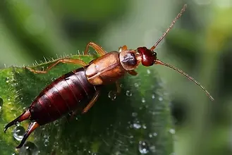 earwig on leaf