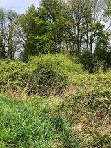 Forêt comestible avant 3.png