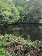 Etang avant 3.png