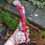 Thumbnail: Crispin Cranberry, Gnome of Christmas, ornament, MADE TO ORDER