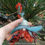 Thumbnail: Aegir of the Wetland.  Woodland Sprout.  MADE TO ORDER