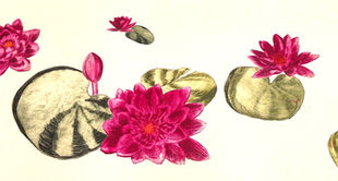 Seerose komposit
