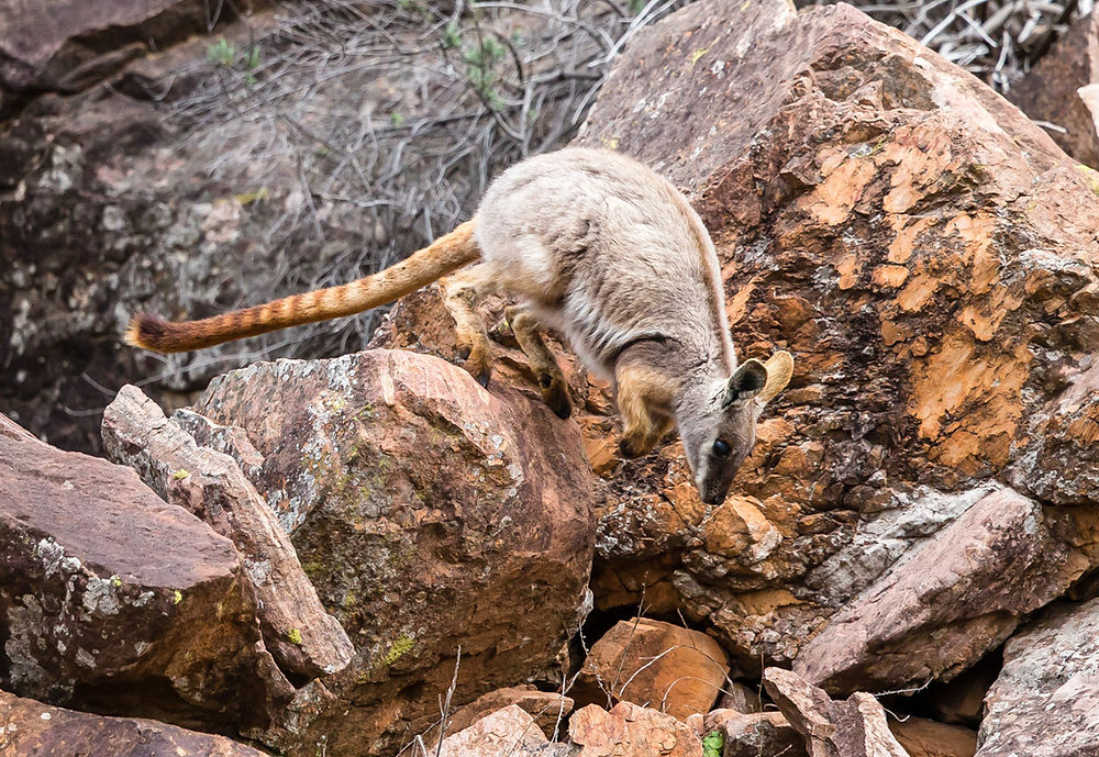 'Yellow-footed Rock Wallaby'
Photograph on archival paper
Michele Sawyer