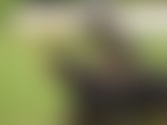 Veja matéria sobre os Cães de Guerra do Exército no site Nossa Matilha!