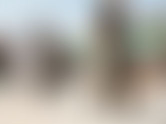 Seção de Cães de Guerra do 2ºBPE realizará demonstração no Parque Ibirapuera