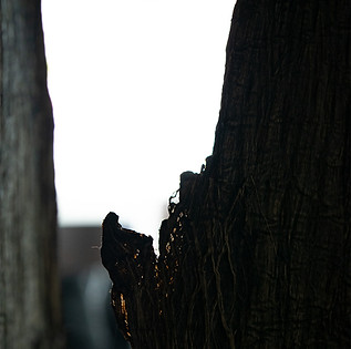 DSC_2341.jpg