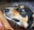 ree