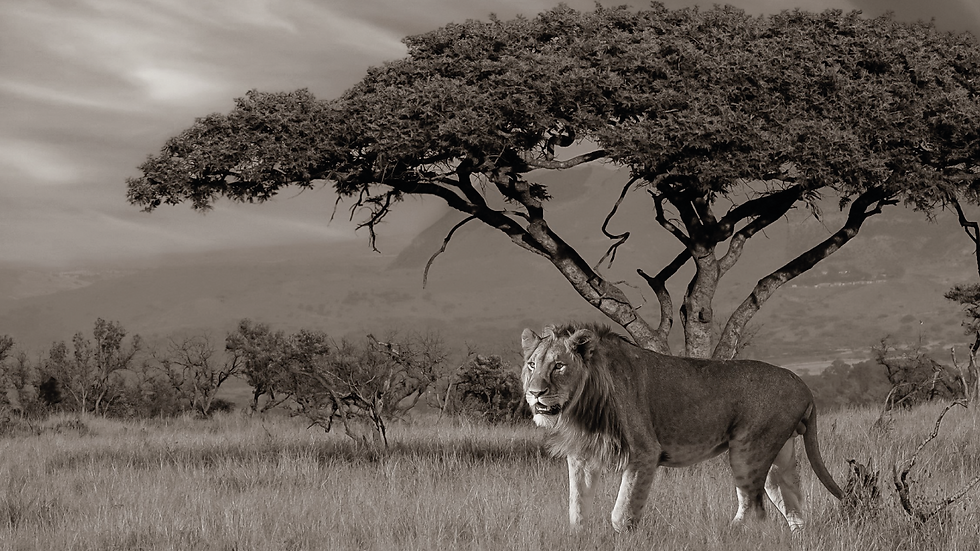 LION-03